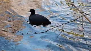 The Unique Sound of the Coot