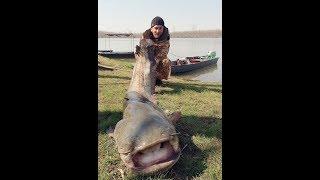 Glavinjarom na somove.Big catfish on river Sava.