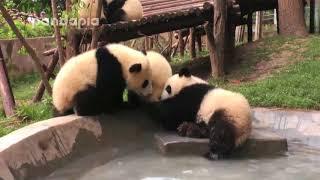 Panda’s pool party