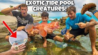 Catching EXOTIC Creatures Out Of TIDE POOLS For My AQUARIUM!! *Deadly Finds*