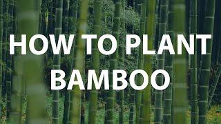 How to Plant Clumping Bamboo