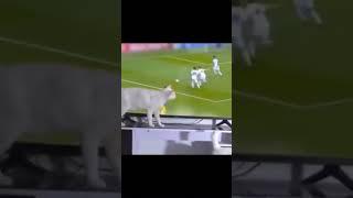 Bu Kedi TV Başında Her Şeyi Karıştırıyor