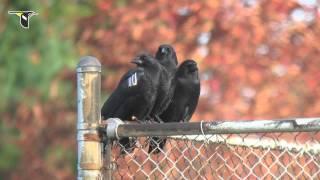 Caw vs. Croak: Inside the Calls of Crows and Ravens