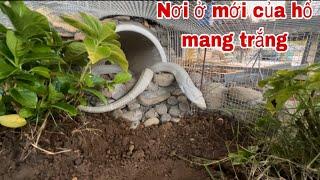 Rắn Hổ Mang Trắng Lộc Của Tướng Quân Và Nơi Ở Mới Đầy Lý Tưởng