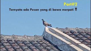 Pelepasan Burung Merpati Pos,, ikut lomba mampir ke rumah untuk istirahat,, Part#2