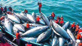 Inside the European Fishing Industry - How Bluefin Tuna Are Caught by the Millions With Longline