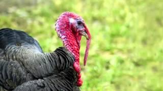 Turkey Call - Turkey Sound ~ Learn The Sound a Turkey Makes