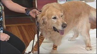 Hero service dog saves blind owner