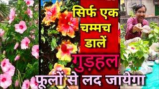 सिर्फ एक चम्मच से गुड़हल के पौधे फूलों से लद जायेंगे // Unique Hibiscus Fertilizer Mix