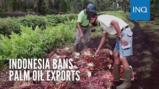 Indonesia bans palm oil exports