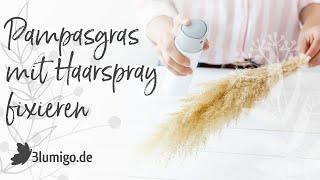 Pampasgras mit Haarspray fixieren - Trockenblumen Pflege Tipp vom Blumigo.de