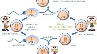 SVT - cours - origine d'une anomalie chromosomique: trisomie ou monosomie