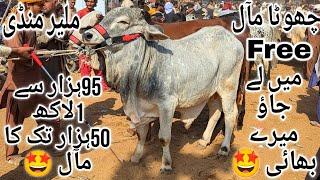 Malir Mandi Karachi Cattle Latest Rates Update Thursday 12 December 2024 | Cow Mandi 2024