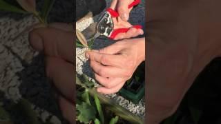 My Village Plants Free Plants for Friends | Plant Cutting Hebe | Plant Share | Plant Exchange