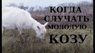 Когда покрывать козу в первый раз / когда случать козу первокотку?