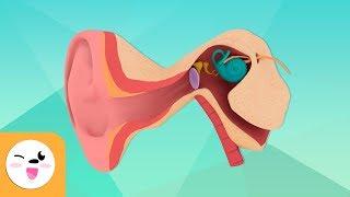 The Human Ear and Its Parts - The Senses for Kids