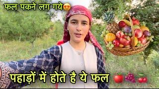 पहाड़ों में फल तैयार हो गये है  || Pahadi lifestyle Vlog || Girl from North