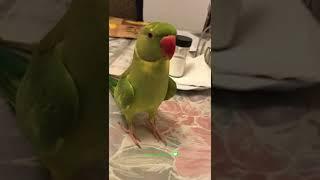 Indian Ringneck Parrot talking and playing