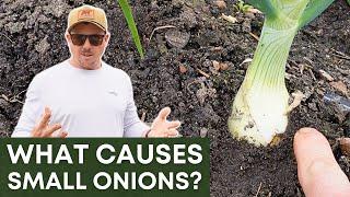Why Are Our Onions So Small?!