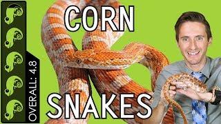 Corn Snake, The Best Pet Reptile?