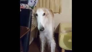 Long dog nose twitch meme