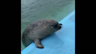 Seal video archive museum: he tryna escape 