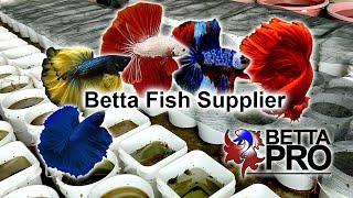 Wholesale Betta Fish Supply – 10,000 Bettas Weekly! | Betta Pro Thailand