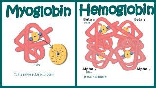 Hemoglobin vs Myoglobin