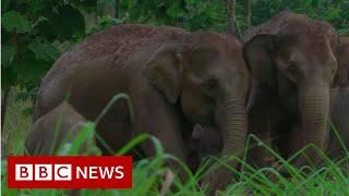 Leuser : Will Sumatra's elephants go extinct? - BBC News