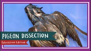 Pigeon Dissection || Birds of a Feather [EDU]