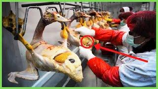 Amazing Goose Farming Technology Produces | How To Goose Meat Production processing in Factory