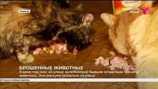 Брошенные животные | Тюмень