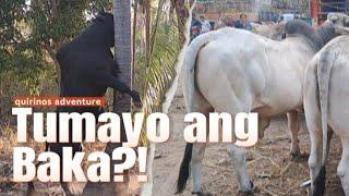 Current Price of Live Pigs, Cows and Carabaos in Bacong Negros Oriental | June 1, 2024