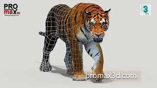 The MOST REALISTIC Animated Tiger 3D Model