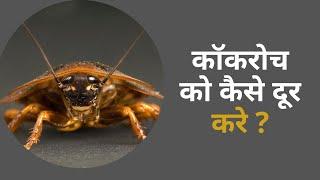 कॉकरोच को कैसे दूर करे ?/Nazeer ghaziabad m v pest control.