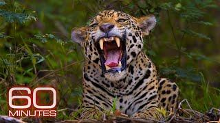 Jaguars; Elephant Orphanage; Massive Animal Migration; Back to the Wild | 60 Minutes Full Episodes