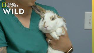 Itchy Bunny Ears | Critter Fixers: Country Vets