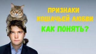 Признаки кошачьей любви: как понять что питомец  вас любит - Смешные кошки МатроскинТВ