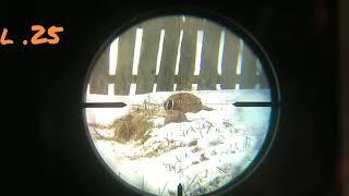 Охота на фазана с PCP винтовкой саl 25 (6.35)мм
