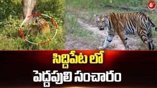 సిద్దిపేట లో పెద్దపులి సంచారం | Tiger Spotted at Siddipet District | @6TV