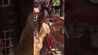 Goat  Artificial insemination (AI)
