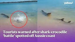 Tourists warned after shark-crocodile ‘battle’ spotted off Aussie coast | Yahoo Australia