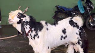 Adil Bhai Poona Ka Bakra at JD Goat Farm Mumbai
