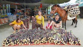 Harvesting Many Sugarcane And Use Horse Sugarcane Fish Goes To Market Sell. Ly Tieu Toan