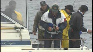 Gigantic Halibut - 411 pounds