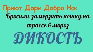 Приют Дари Добро НСК.Бросили замерзать кошку на трассе в мороз.ДИКОСТЬ.