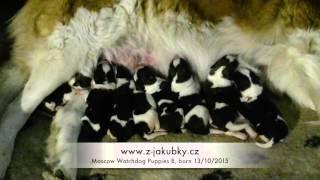 3 days old Moscow Watchdog puppies