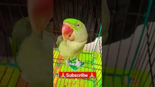 Mithu Parrot Talking Voice #shorts #ytshorts #mithu