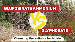 The most common herbicides | glufosinate ammonium vs glyphosate