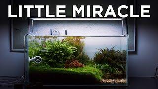 Little Miracle, a TheCineScaper inspired aquarium - Relaxing Aquascaping video